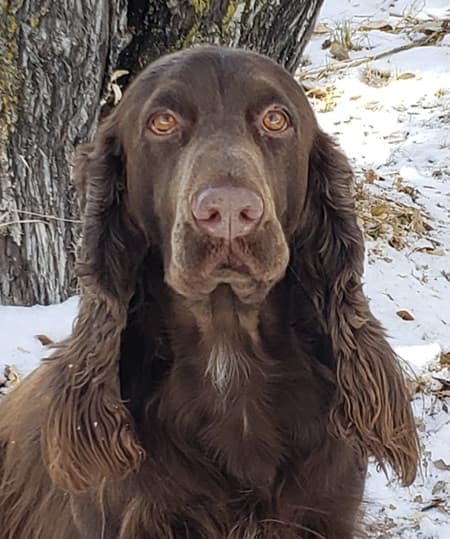 Liver/Tan Field Spaniel