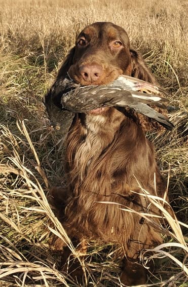 Liver Field Spaniel