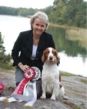 How a Breeder Judge Evaluates Welsh Springer Spaniels