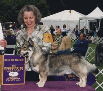 Garden Breeds & Varieties | Owner-Handled Dogs Are Among WKC Best of Breed Winners Garden Breeds & Varieties | Owner-Handled Dogs Are Among WKC Best of Breed Winners