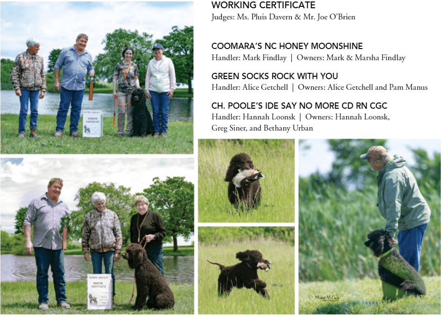 Rat Tail Spaniel IWSCA National Specialty 2021