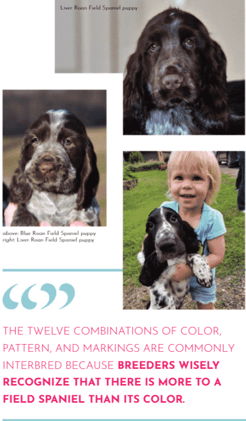 Field Spaniel Colors, Patterns, and Markings