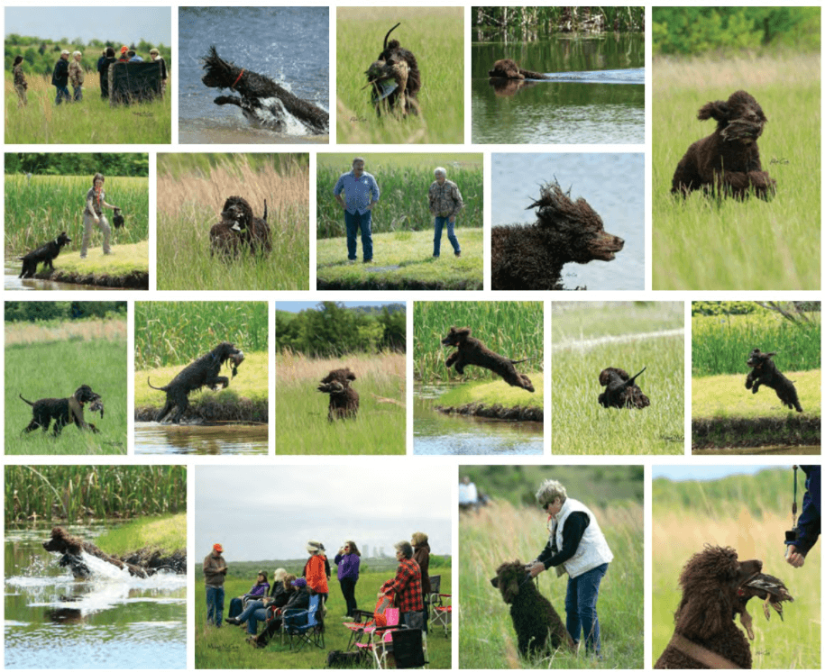 Rat Tail Spaniel Collage of Irish Water Spaniel pictures.