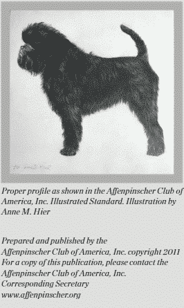 Preserving Affenpinscher Breed Type Preserving Affenpinscher Breed Type