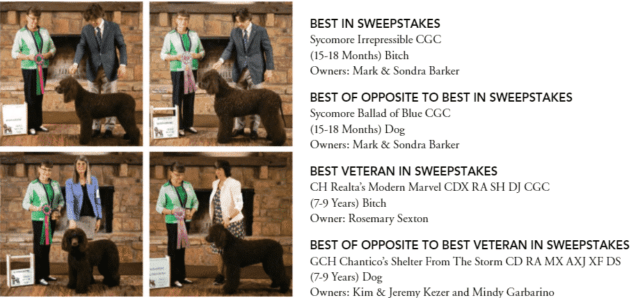 Rat Tail Spaniel IWSCA National Specialty 2021