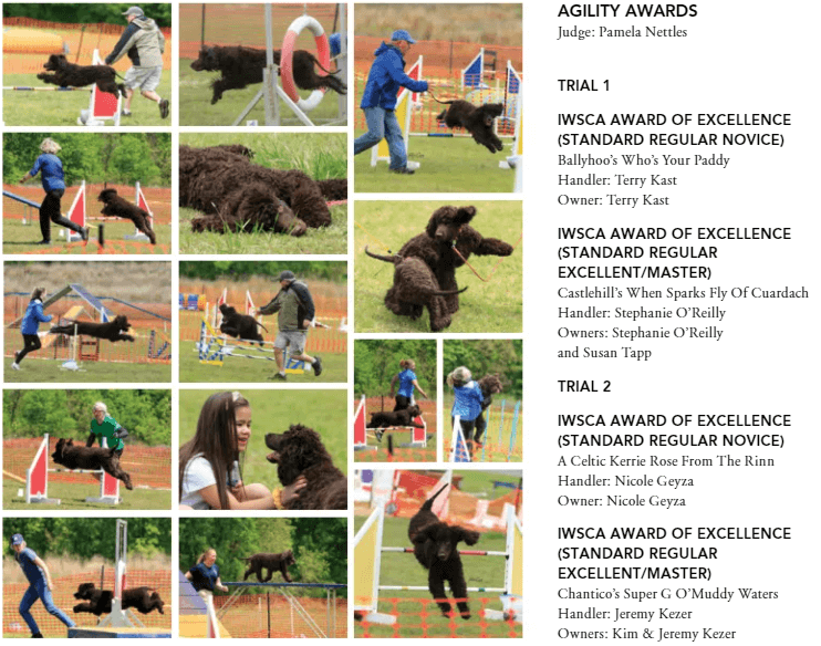 Rat Tail Spaniel IWSCA National Specialty 2021