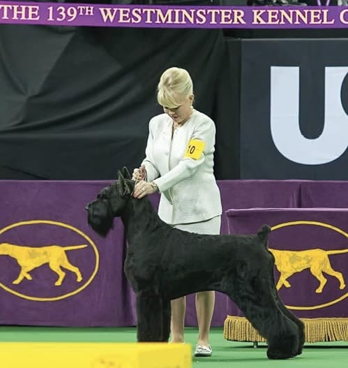 Vicki Seiler-Cushman | Dayton Kennel Club Vicki Seiler-Cushman | Dayton Kennel Club