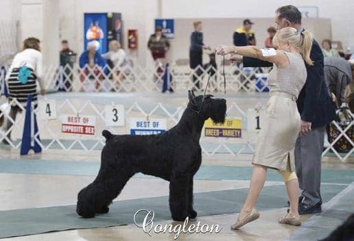 Vicki Seiler-Cushman | Dayton Kennel Club Vicki Seiler-Cushman | Dayton Kennel Club