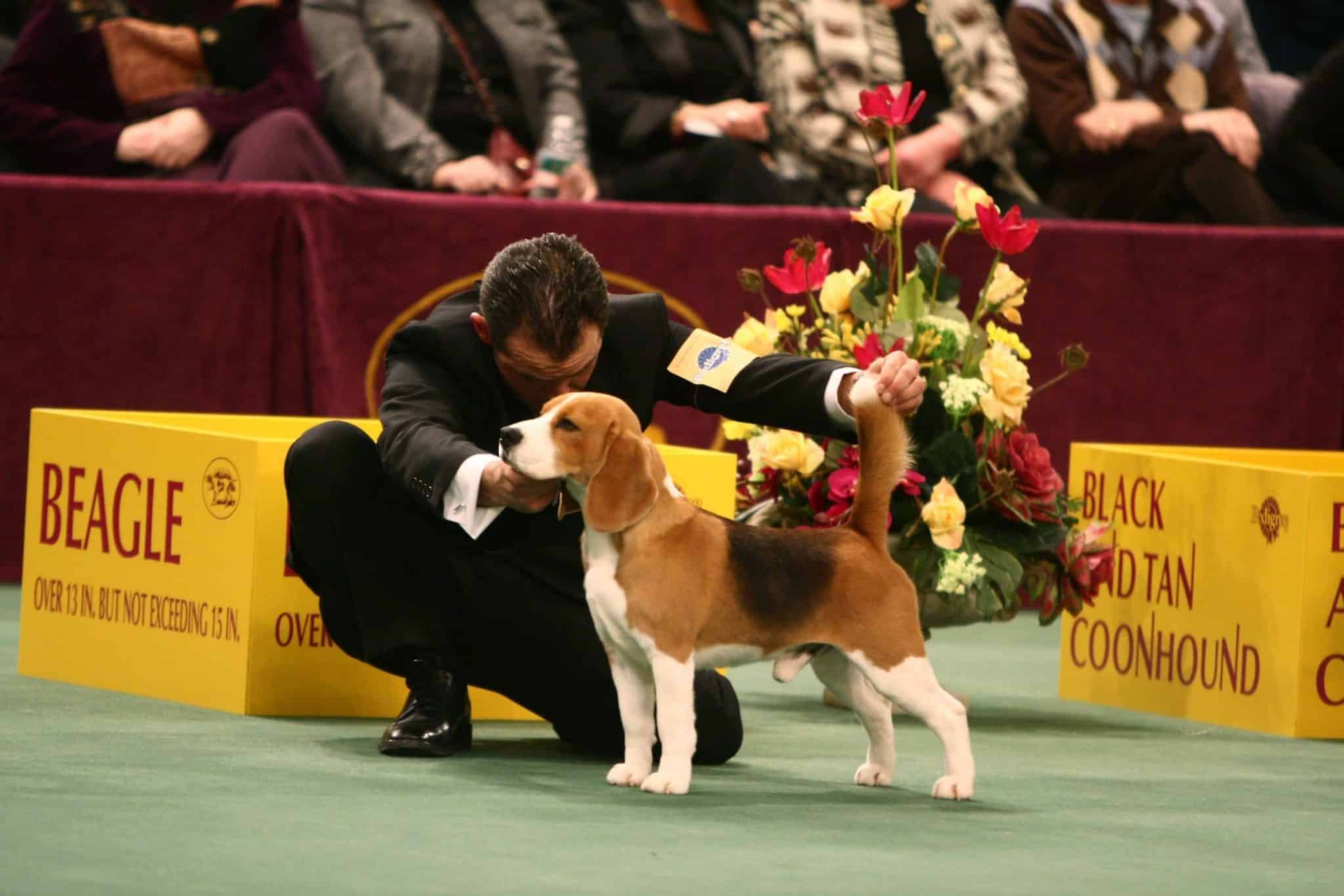 Genetics and Dog Shows Share Centuries of History