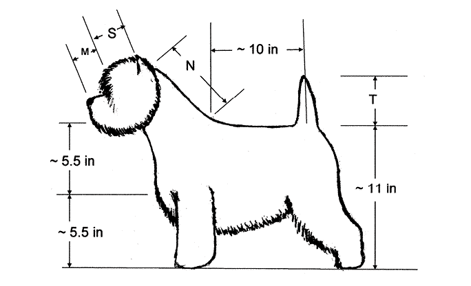 West Highland White Terrier Judging Guide West Highland White Terrier Judging Guide