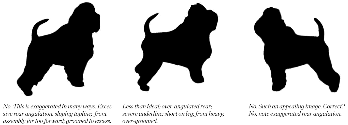 Preserving Affenpinscher Breed Type Preserving Affenpinscher Breed Type