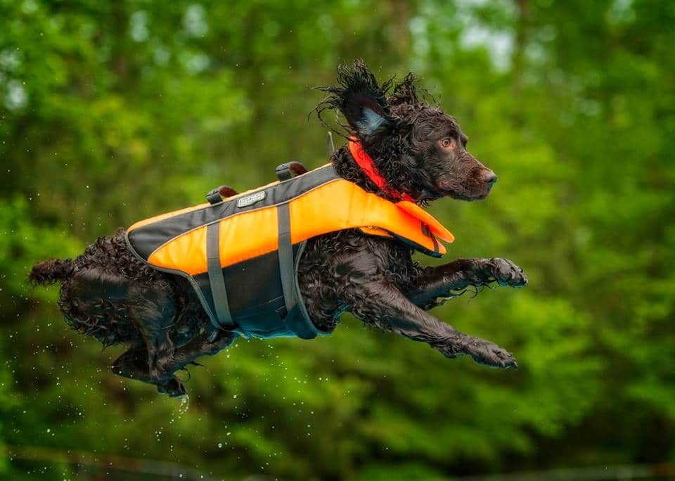Why you will love Boykin Spaniel Dog Breed!