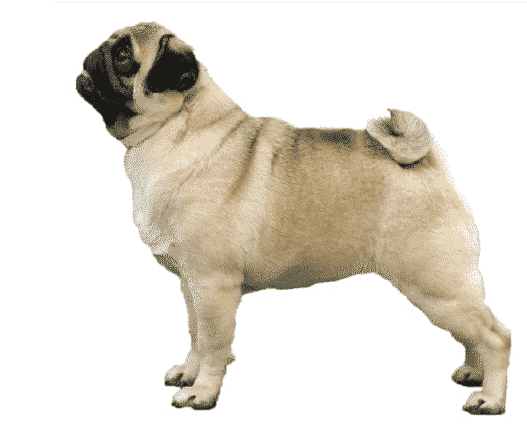 What makes a Pug | Round Head, Square Body, Curly Tail What makes a Pug | Round Head, Square Body, Curly Tail