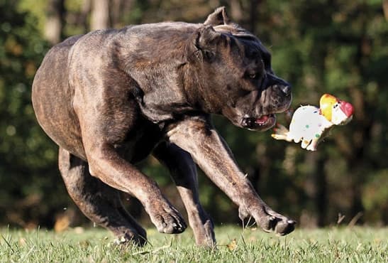 The Cane Corso – Yes, Size Does Matter