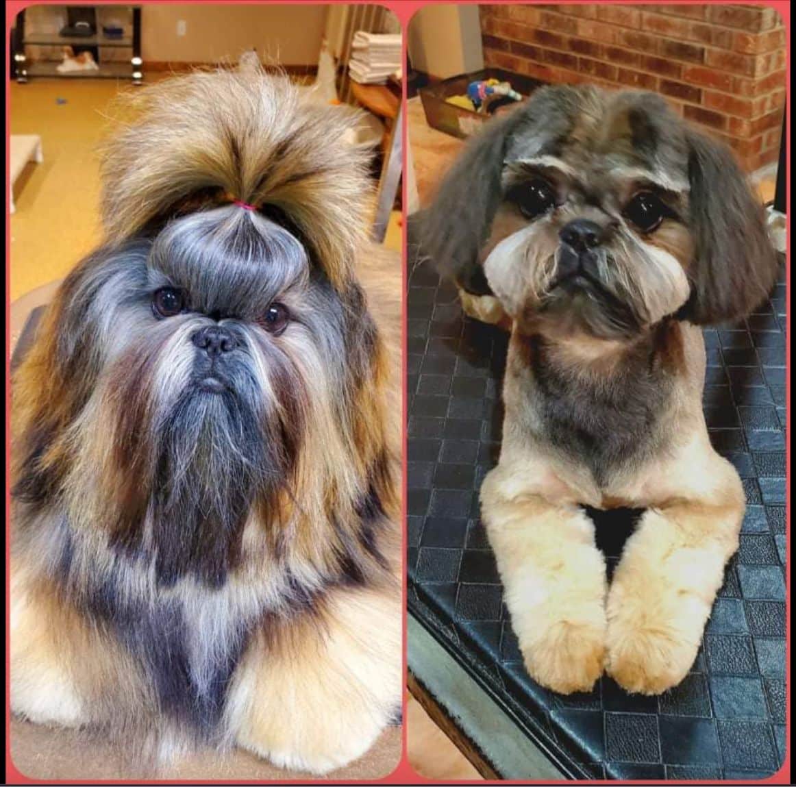 Shih Tzu Colors and Markings