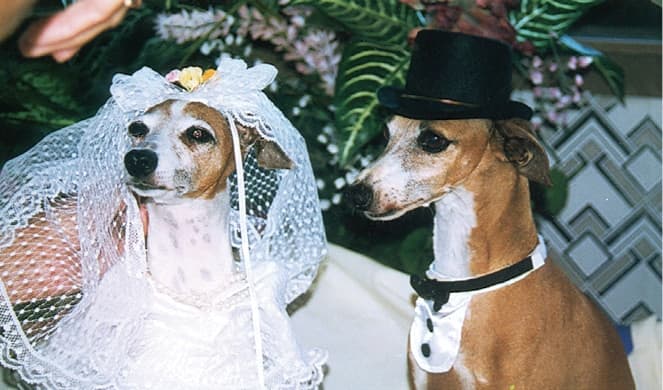 Bo-Bett Farm: “Ruby” and “Dario” produced 22 Champion pups together.
