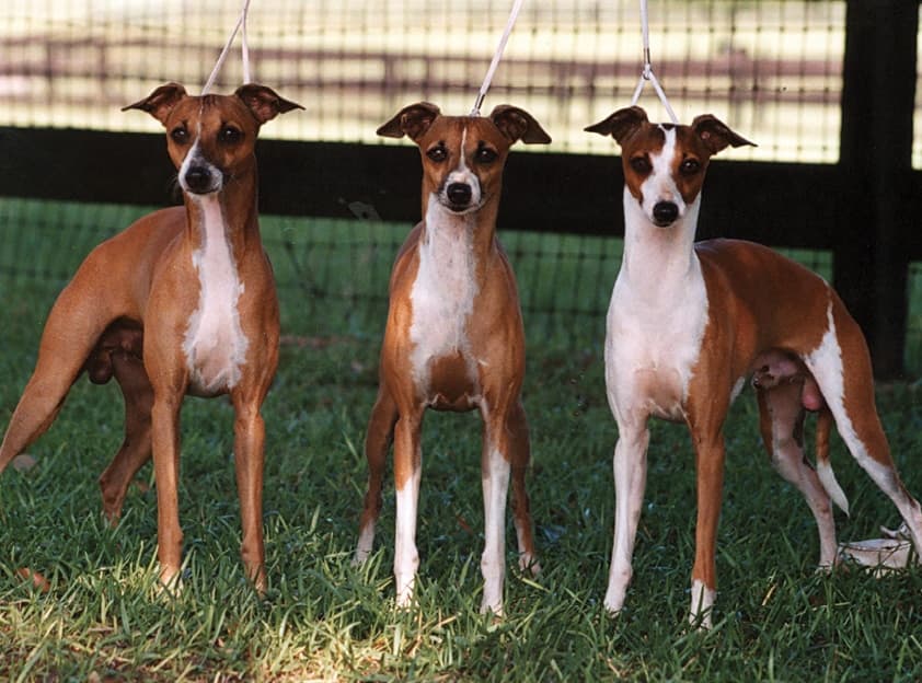Bo-Bett Farm - “Dario” with two sons: Left to right: Ch. BoBett’s Tommy Topaz, “Dario” & BISS Ch. BoBett’s Peter Platinum.
