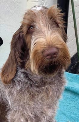 The Spinone Italiano | A Well-Made Puzzle The Spinone Italiano | A Well-Made Puzzle
