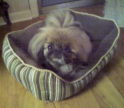 Living with Pekingese