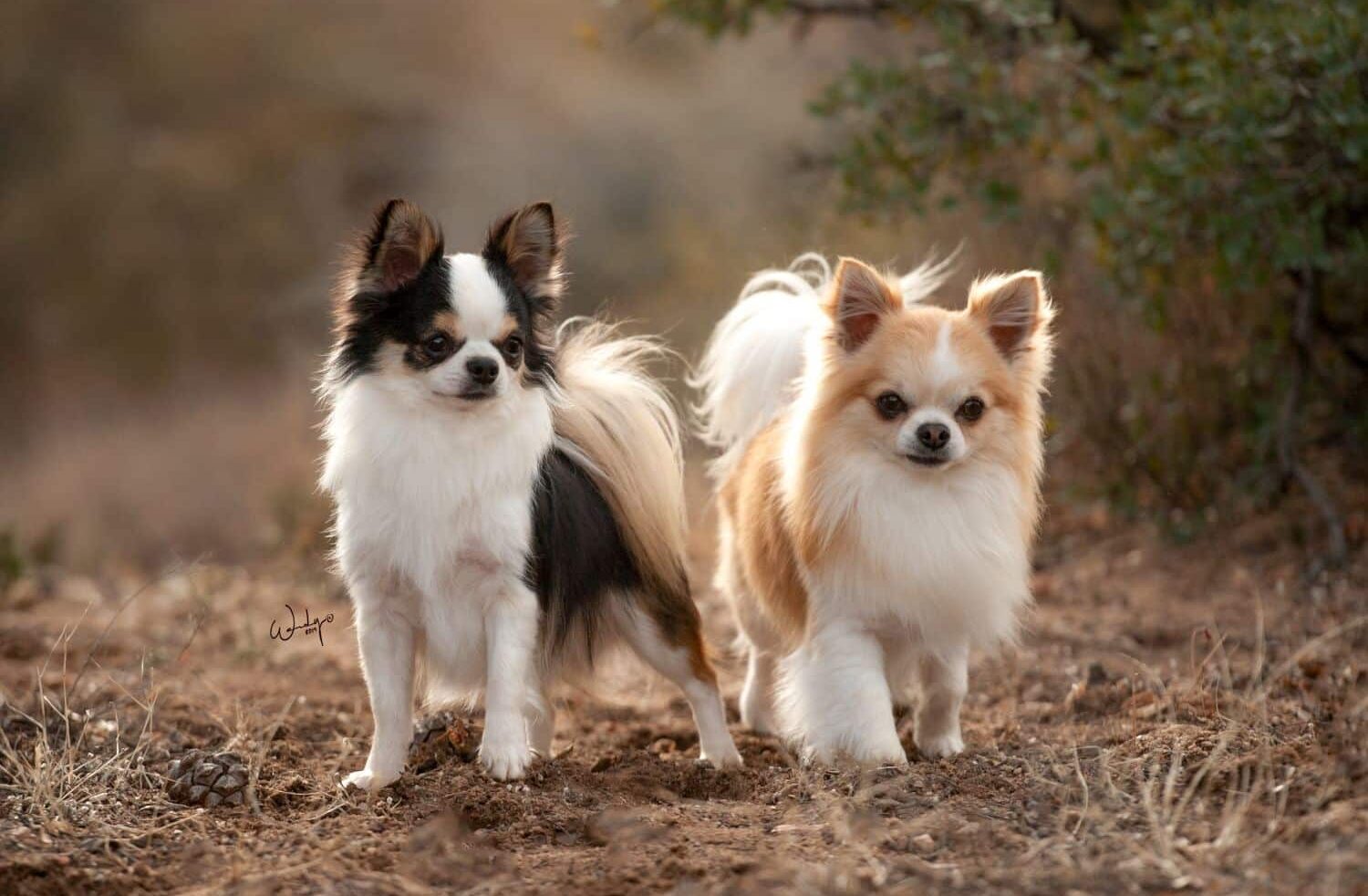 Judging the Chihuahua