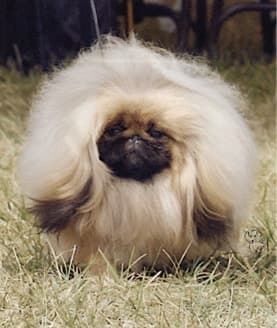 Living with Pekingese Living with Pekingese