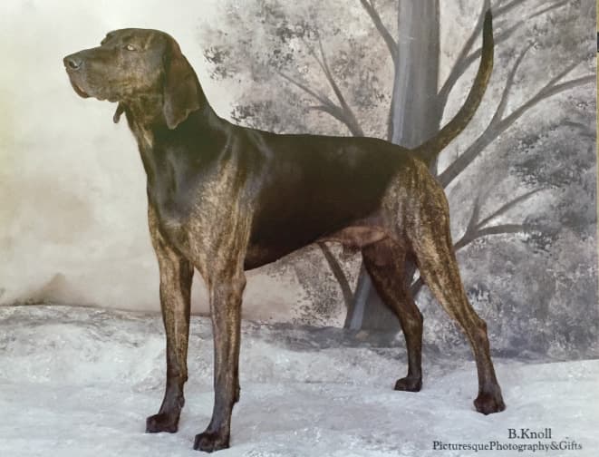 Amanda Alexander’s superb Plott, BIS GCH CNC CCH Black Monda