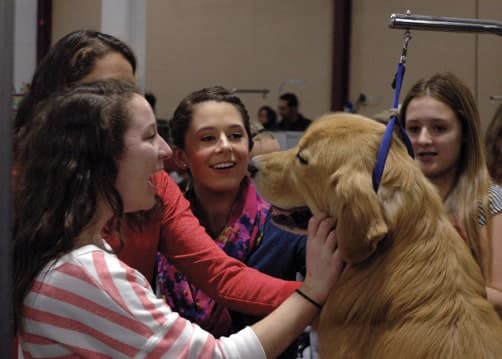 The National Dog Show | A Broadcast Bonanza for Purebred Dogs