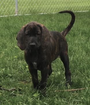 Eight-week-old Plott Hound puppy standing on grass in a yard