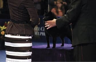 The National Dog Show | A Broadcast Bonanza for Purebred Dogs