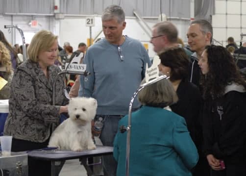 The National Dog Show | A Broadcast Bonanza for Purebred Dogs