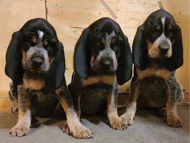 General Appearance of the Bluetick Coonhound General Appearance of the Bluetick Coonhound