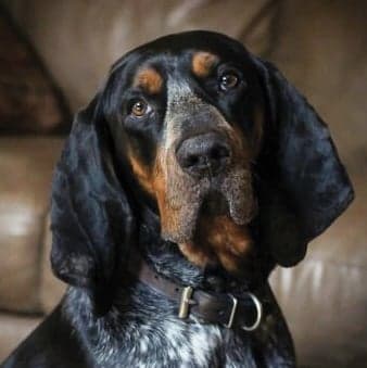 General Appearance of the Bluetick Coonhound General Appearance of the Bluetick Coonhound