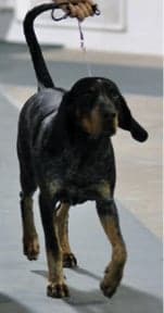 General Appearance of the Bluetick Coonhound General Appearance of the Bluetick Coonhound