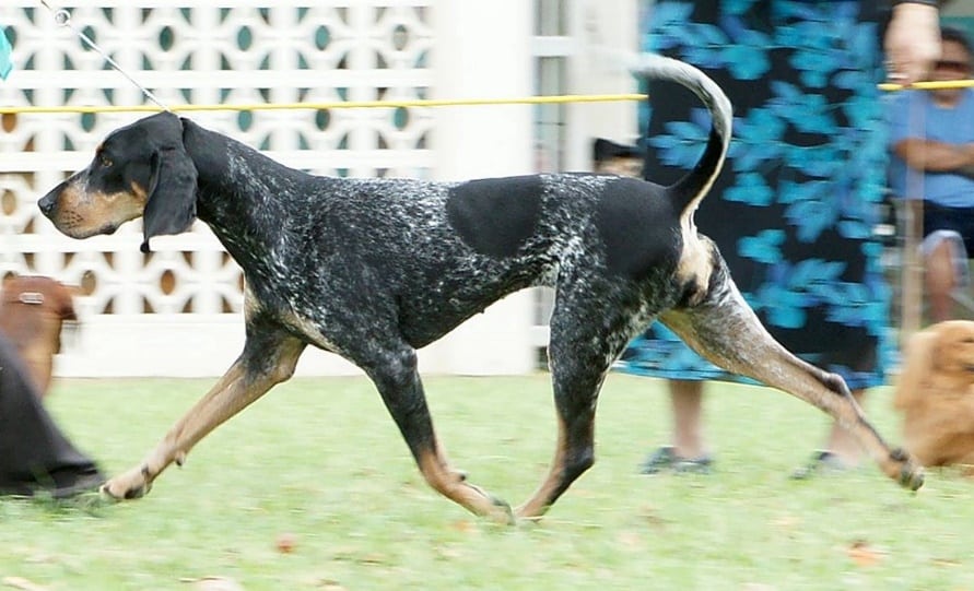 General Appearance of the Bluetick Coonhound