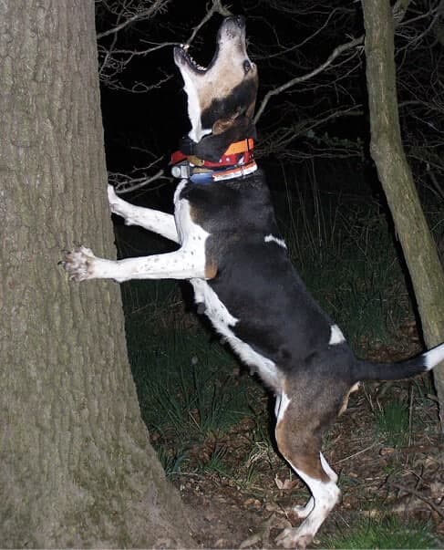 Treeing Walker Coonhound Treeing Walker Coonhound