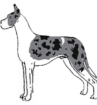 Judging The Merle Great Dane Judging The Merle Great Dane
