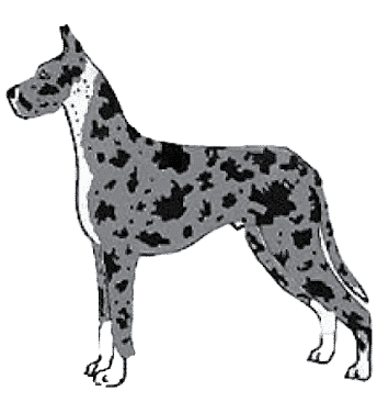 Judging The Merle Great Dane Judging The Merle Great Dane