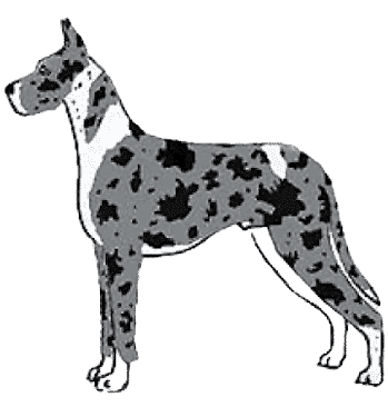 Judging The Merle Great Dane Judging The Merle Great Dane
