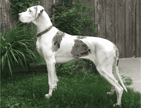 Judging The Merle Great Dane