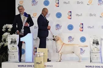 FCI World Dog Show Brno 2021 FCI World Dog Show Brno 2021
