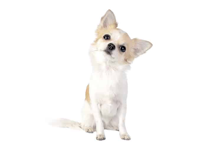Living With A Chihuahua