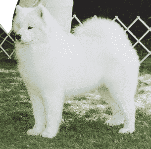 The Essence Of The Samoyed Breed The Essence Of The Samoyed Breed