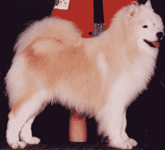 The Essence Of The Samoyed Breed The Essence Of The Samoyed Breed