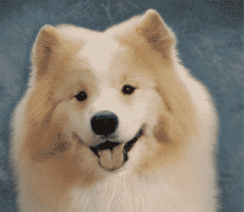 The Essence Of The Samoyed Breed The Essence Of The Samoyed Breed