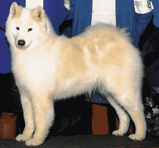 The Essence Of The Samoyed Breed The Essence Of The Samoyed Breed