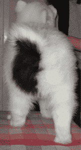 The Essence Of The Samoyed Breed