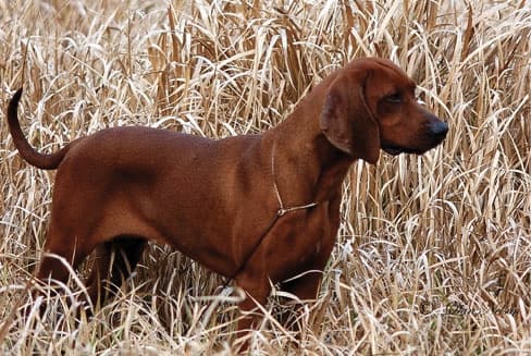 Judging Redbone Coonhounds dog standing in the field of tall yellow dried out grass