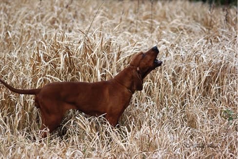 Judging Redbone Coonhounds dog barking in a field
