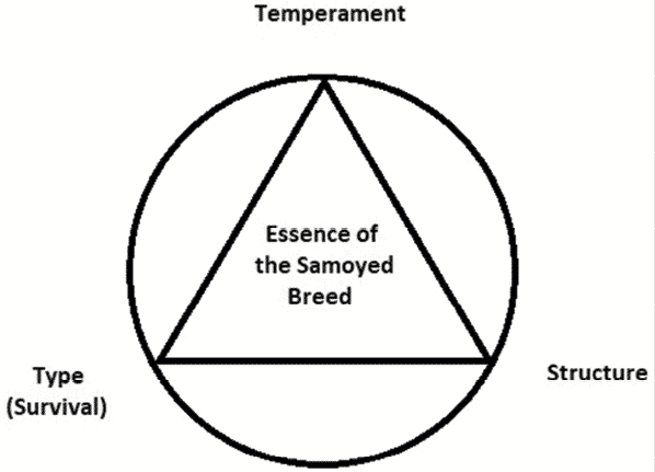 The Essence Of The Samoyed Breed The Essence Of The Samoyed Breed