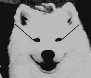 The Essence Of The Samoyed Breed The Essence Of The Samoyed Breed